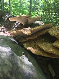 Polyporus squamosus image