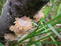 Schizophyllum commune image