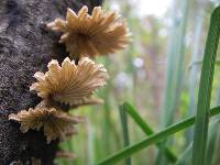 Schizophyllum commune image