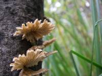 Schizophyllum commune image