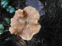 Craterellus tubaeformis image