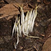 Clavaria fragilis image