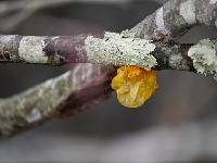 Tremella mesenterica image