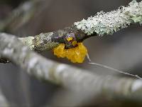 Tremella mesenterica image