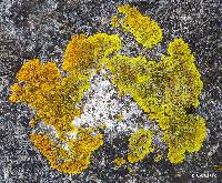 Xanthoria parietina var. parietina image