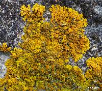 Xanthoria parietina var. parietina image