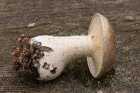 Clitocybe nebularis image