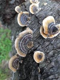 Trametes versicolor image