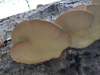 Trametes versicolor image