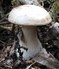 Clitocybe nebularis image