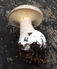 Clitocybe nebularis image