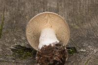 Clitocybe nebularis image