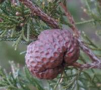 Gymnosporangium juniperi-virginianae image