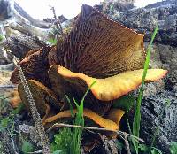 Omphalotus olivascens image