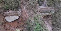 Ganoderma brownii image