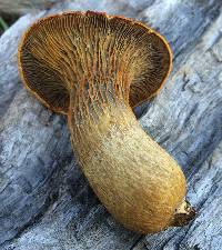 Omphalotus olivascens image