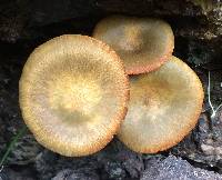 Omphalotus olivascens image