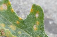 Puccinia lagenophorae image