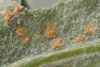 Puccinia lagenophorae image