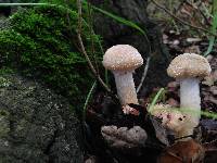 Armillaria mellea image