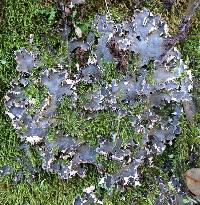 Peltigera membranacea image