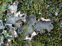 Peltigera membranacea image