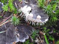 Peltigera membranacea image