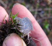 Peltigera membranacea image