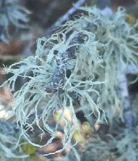 Ramalina farinacea image