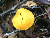 Hygrocybe chlorophana image