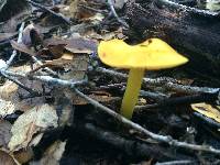 Hygrocybe chlorophana image