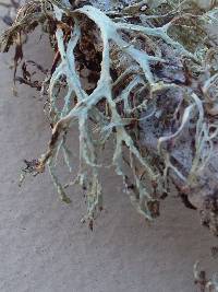 Ramalina farinacea image