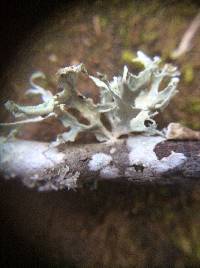 Ramalina canariensis image