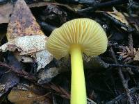 Hygrocybe chlorophana image