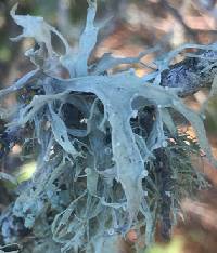 Ramalina leptocarpha image