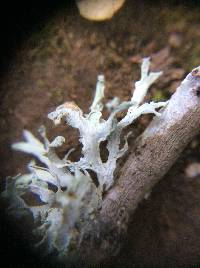 Ramalina canariensis image