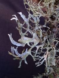 Evernia prunastri image