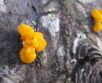 Dacrymyces chrysospermus image