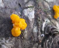 Dacrymyces chrysospermus image