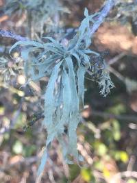 Ramalina leptocarpha image