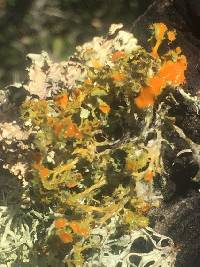 Teloschistes chrysophthalmus image