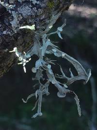 Ramalina leptocarpha image