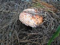 Amanita muscaria image