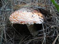 Amanita muscaria image