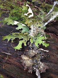 Lobaria pulmonaria image