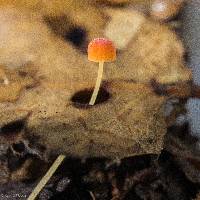 Mycena acicula image