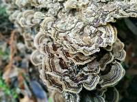 Trametes versicolor image