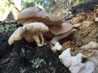 Pleurotus ostreatus image