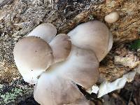 Pleurotus ostreatus image