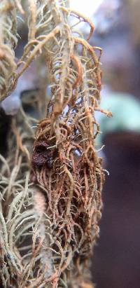 Usnea rubicunda image